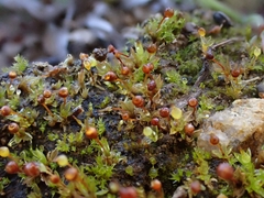 Physcomitrium sphaericum