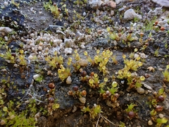 Physcomitrium sphaericum