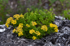 Tagetes lucida