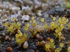 Physcomitrium sphaericum