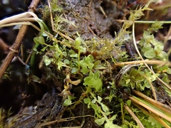 Ptychostomum cyclophyllum