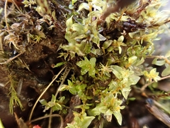 Ptychostomum cyclophyllum