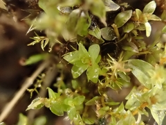 Ptychostomum cyclophyllum