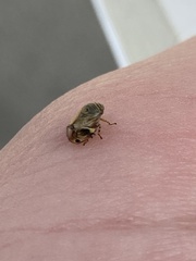 Clastoptera lineatocollis