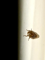 Clastoptera testacea