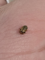 Clastoptera lineatocollis