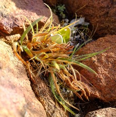 Babiana minuta