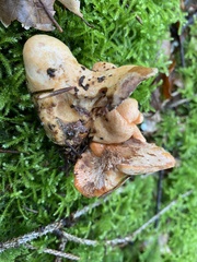 Hypomyces lateritius