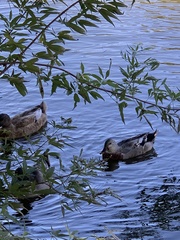 Anas platyrhynchos domesticus