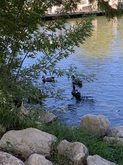 Anas platyrhynchos domesticus