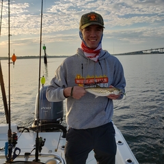 Scomberomorus commerson