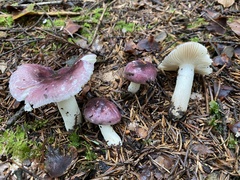Russula cavipes