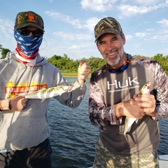 Scomberomorus commerson