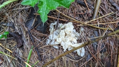 Sebacina sparassoidea