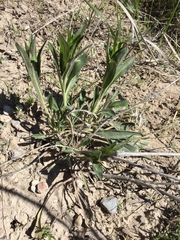 Penstemon humilis