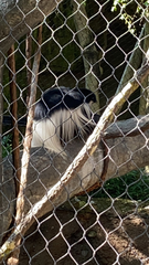 Colobus