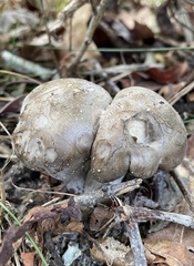 Lyophyllum fuligineum