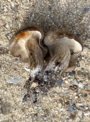 Lyophyllum fuligineum