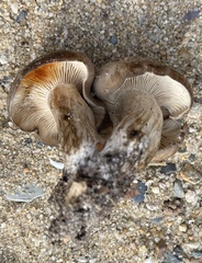 Lyophyllum fuligineum