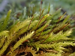 Sciuro-hypnum plumosum