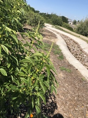 Aesculus californica