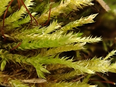 Sciuro-hypnum plumosum