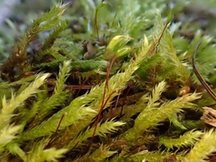 Sciuro-hypnum plumosum