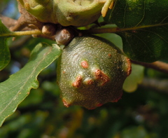 Andricus infectorius