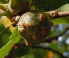 Andricus infectorius