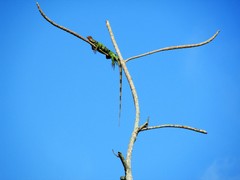 Iguana iguana