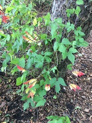 Ipomoea lobata