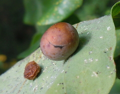 Cynips quercusfolii