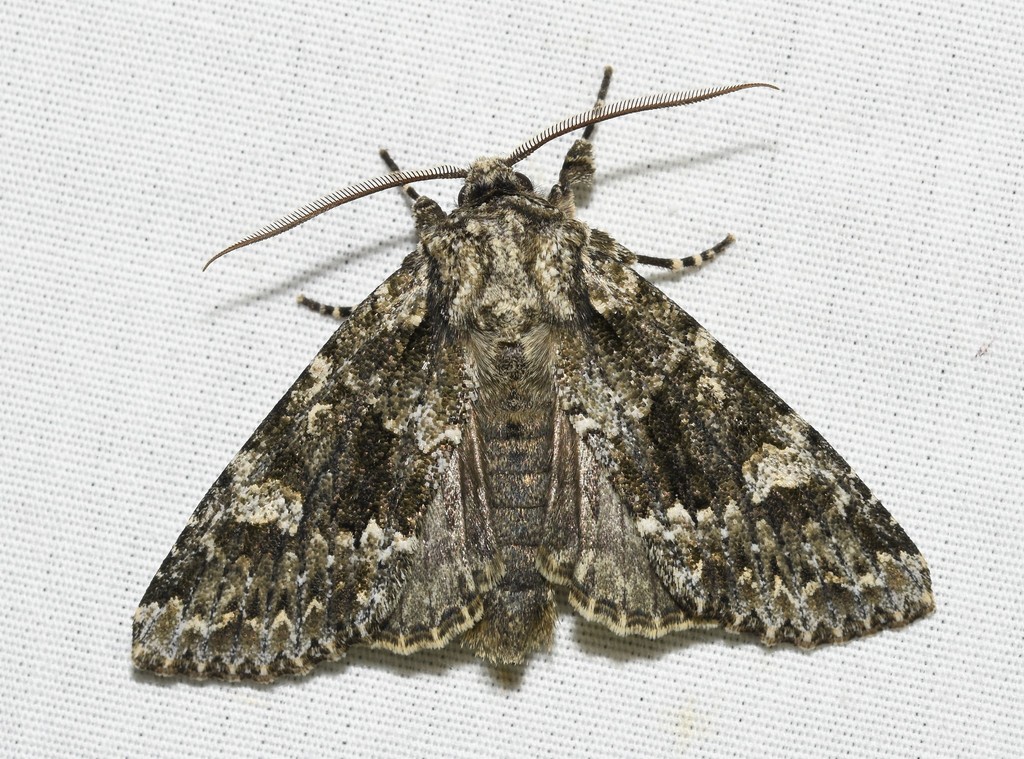 Autumnal Noctuid Moth
