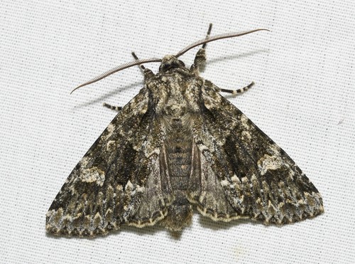Autumnal Noctuid Moth