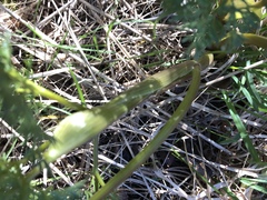 Lomatium dissectum