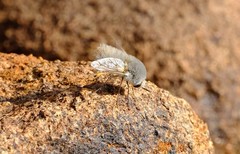 Australoechus molitor