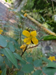 Senna occidentalis