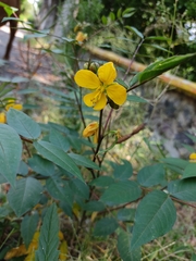 Senna occidentalis
