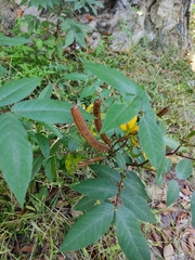 Senna occidentalis