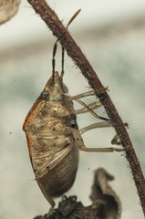 Dryadocoris apicalis