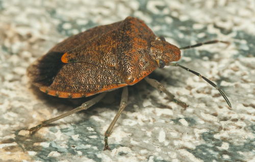 Dryadocoris apicalis (Herrich-Schäffer, 1842)