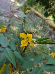 Senna occidentalis