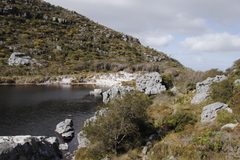 Anthochortus crinalis