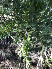 Lomatium dissectum