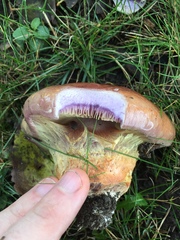 Cortinarius atkinsonianus