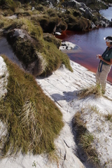 Anthochortus crinalis