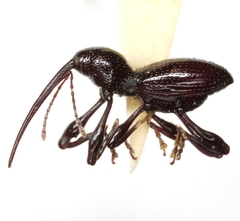 Sicoderus tinamus