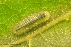 Mahathala ameria