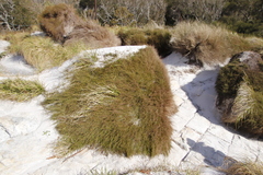 Anthochortus crinalis