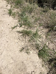 Toxicoscordion paniculatum